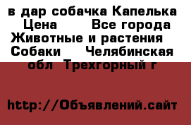 в дар собачка Капелька › Цена ­ 1 - Все города Животные и растения » Собаки   . Челябинская обл.,Трехгорный г.